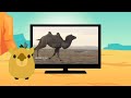 BabyTV BIM And Bam In The Animal World Camel