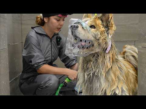 There's a Reason Groomers Don't Trust Chow Chows