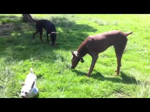 Anubis, poke & Nassim