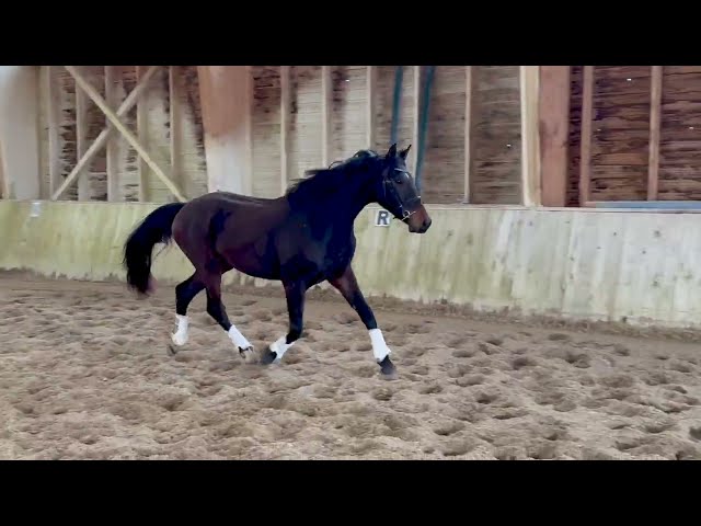 Top Hongre Dressage KWPN