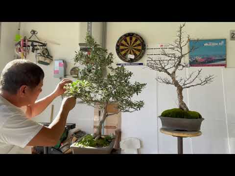 Bonsai Pruning Olive Trees in Pots