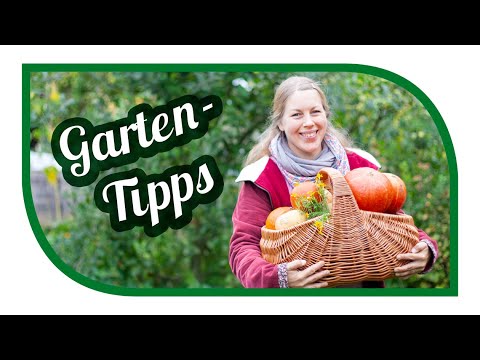 , title : 'Gartentipps im November 🥕 Gemüse vor Frost schützen 🎃 Kürbis einlagern #gartengemüsekiosk'