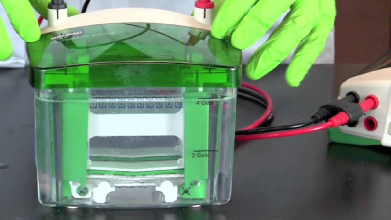 SDS-PAGE of Fish Muscle