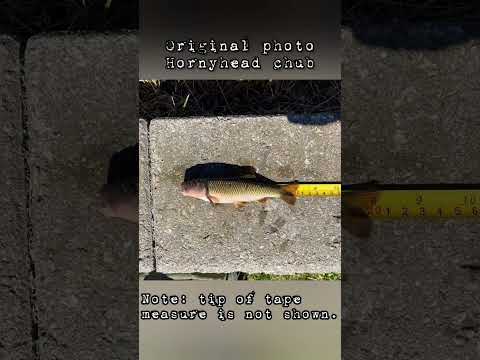 How to catch a cheater in a fishing tourney (cut tape used) #lol #cheating #cheat #fishingtrip