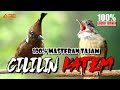 MASTERAN KAPAS TEMBAK VS CILILIN GACOR
