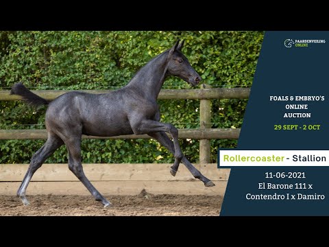Rollercoaster - Online Foal Auction – Paardenveilingonline.com