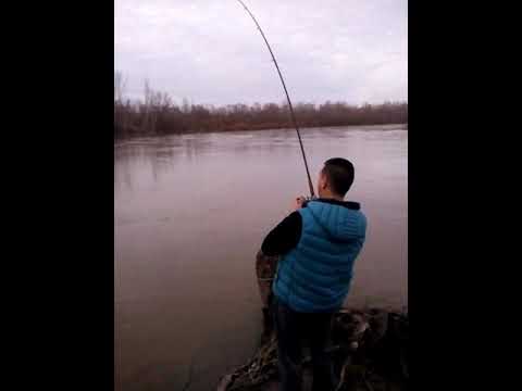 Som kidanje Zapadna morava