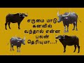 எருமை மாடு கனவில் வந்தால் என்ன பலன் த�