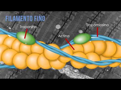 Lesson 15 - Muscle Contraction