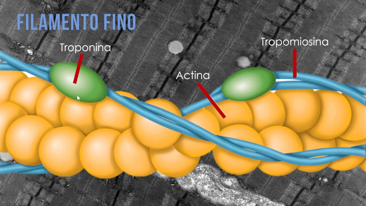 Aula 15   - Contração Muscular
