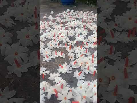 shiuli talay vor belay🥰anujit # ♥️