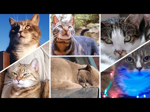 4K Quality Animal Footage - Cats || Cat Breeds part 2 || Tiger cat || variety of cat look like tiger
