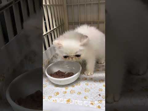 走れ！ゴハンの時間だ！赤ちゃん猫協奏曲 #猫のいる暮らし #猫好きさんと繋がりたい #みーちゃん先生