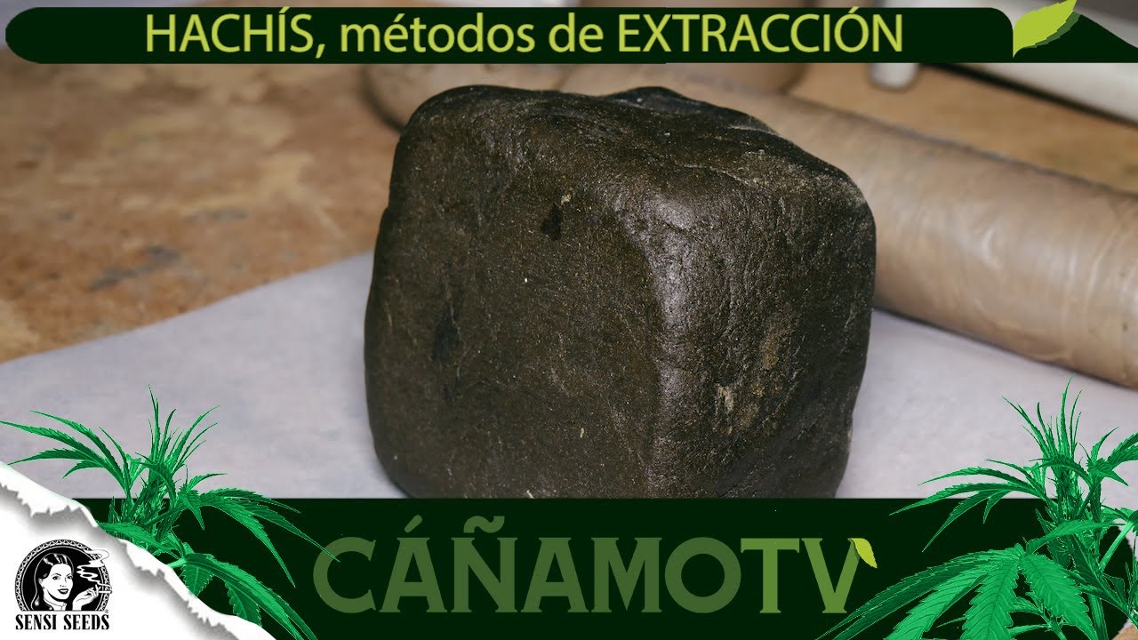HACHÍS, métodos de EXTRACCIÓN en seco (cómo hacer hash)