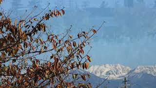 Winter sign 冬の気配【4K/30fps】-2024/11/9-