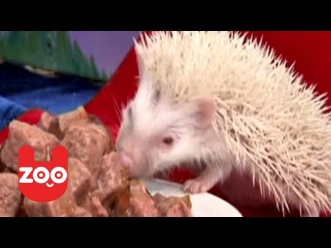 Rare African Albino Hedgehogs in Russia
