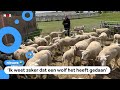 Schapenboer boos en verdrietig: 30 schapen doodgebeten