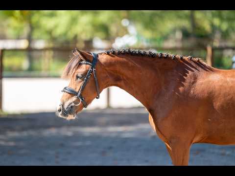 Nazari (- x -) - Video 4 video thumbnail