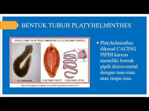Phylum platyhelminthes acoelomate testterv - Animal - World Encyclopedia - Mindent tudni akarok -