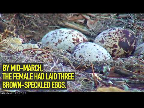 2018 Savannah Osprey Cam Season Highlights