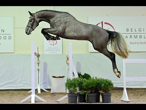 UNCLE LUC VAN DE VLASBLOEMHOEVE (UNITED TOUCH S x WANDOR VAN DE MISPELAERE )