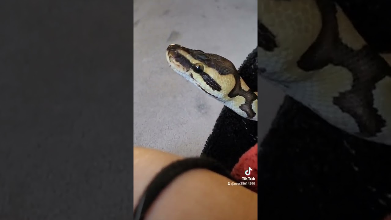 how toot is my baby♡ #ballpython #she's my baby