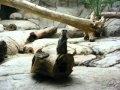 Detroit Zoo 6 25 11