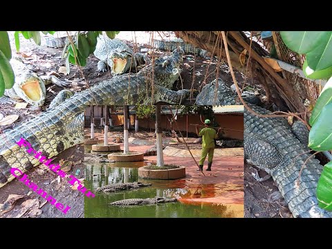 How to kick away a big crocodile by a broom ?