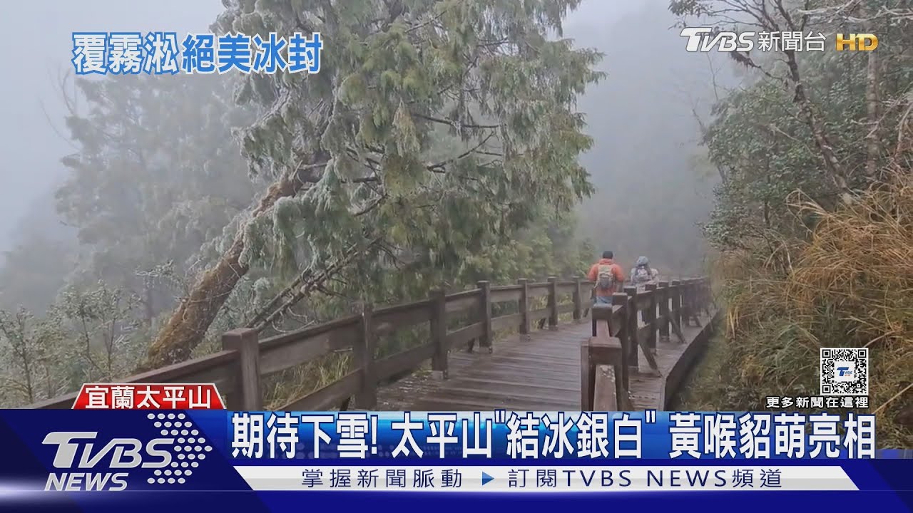 期待下雪!太平山「結冰銀白」 黃喉貂萌亮相