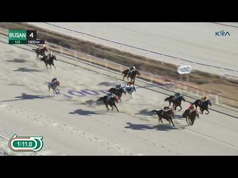 (Busan) 2026.01.02 R4 Class 5 (1200M) Handicap