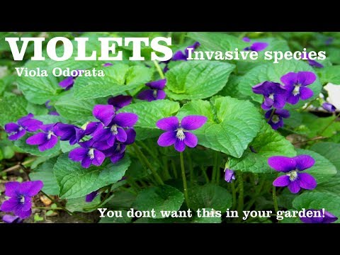 , title : '⟹ Common Violet | Viola odorata | This plant can reap havoc in your garden here's why!'