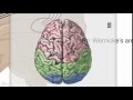 Neurofisiología del lenguaje