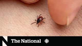 New Lyme disease vaccine for humans being developed