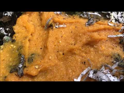 First Feeding of Our Red Wiggler Worms