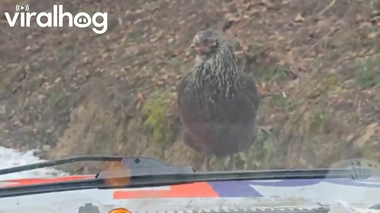 Chickens Jump Into Delivery Driver’s Truck || ViralHog