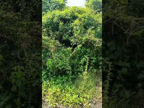  3 Acre Agricultural/Farm Land for Sale in Kuhi, Nagpur