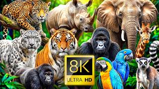 ANIMAL WORLD: Incredible Wild Animals in Dolby Vision TV 8K VIDEO ULTRA HD #8K