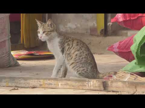 top kitten video || cute cat sit front  of the shop