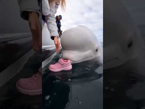 Der freundliche Wal rettet den Schuh 🐋👟