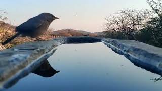 O Ri Chiraiya Song Save Birds Watch Hd Mp4 Videos Download Free O Ri Chiraiya Song Save Birds Watch Hd Mp4 Videos Download Free