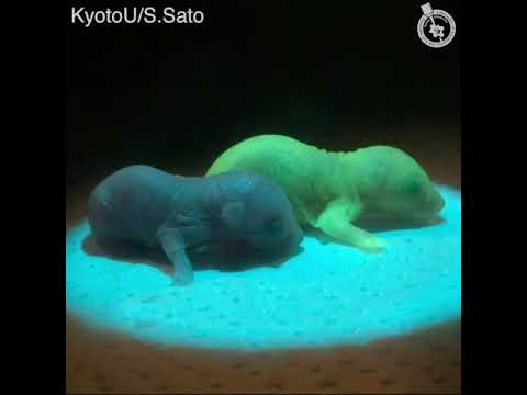 Detect with PKAchu
