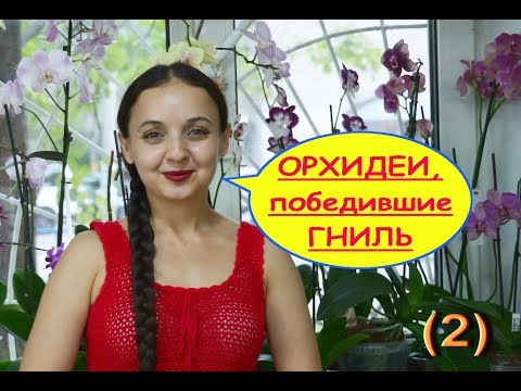 (2)ОРХИДЕИ Frontera,Magic Art и бесплатный,ПОБЕДИВШИЕ ГНИЛЬ.Привет Ирине :)