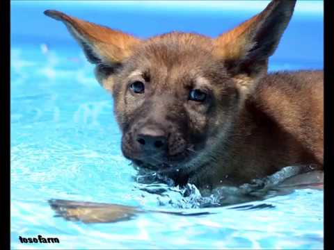 Cuccioli Afra per Noxxx di casa nosella primo bagno