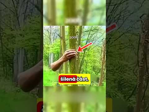 14 LET Přilepený Ke STROMU!🌳😱