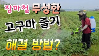 무성한 고구마 줄기 엽면시비 하면 놀라운 3가지  효과  무성한 줄기 잘라 주어야 할까 ?