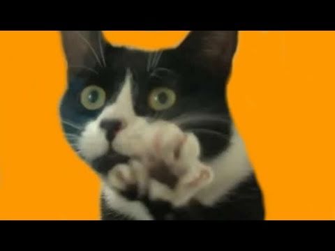 Cat with thumbs- Tammy from Pennine Pets