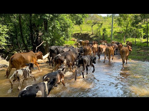 🐄😱Llevamos a todas estas vacas a los potreros  mira como estaba de grande 😱🐄