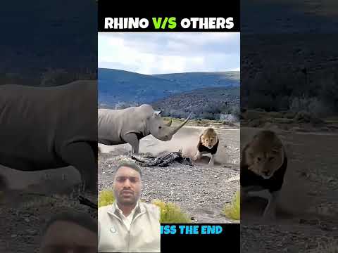 Rhino 🦏 vs Other animals 😭 #animals #funny #elephant #lion #wildlife @bdshorts4493