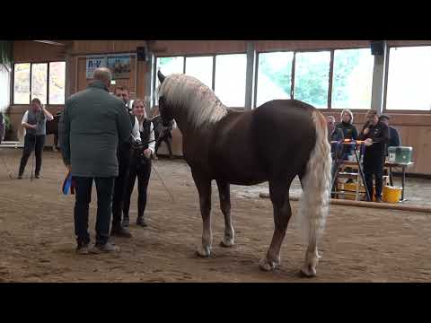 Körergebnis Nr. 10 bis 14  - Kaltblutkörung 2024 in St. Märgen am 19.10.2024
