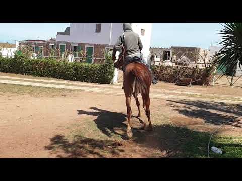 Ajmal elaaz fille de ajman moniscione